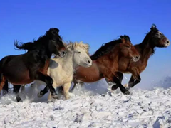 锡林郭勒草原冬季民俗风情摄影采风活动将在锡林浩特凤凰马场举办